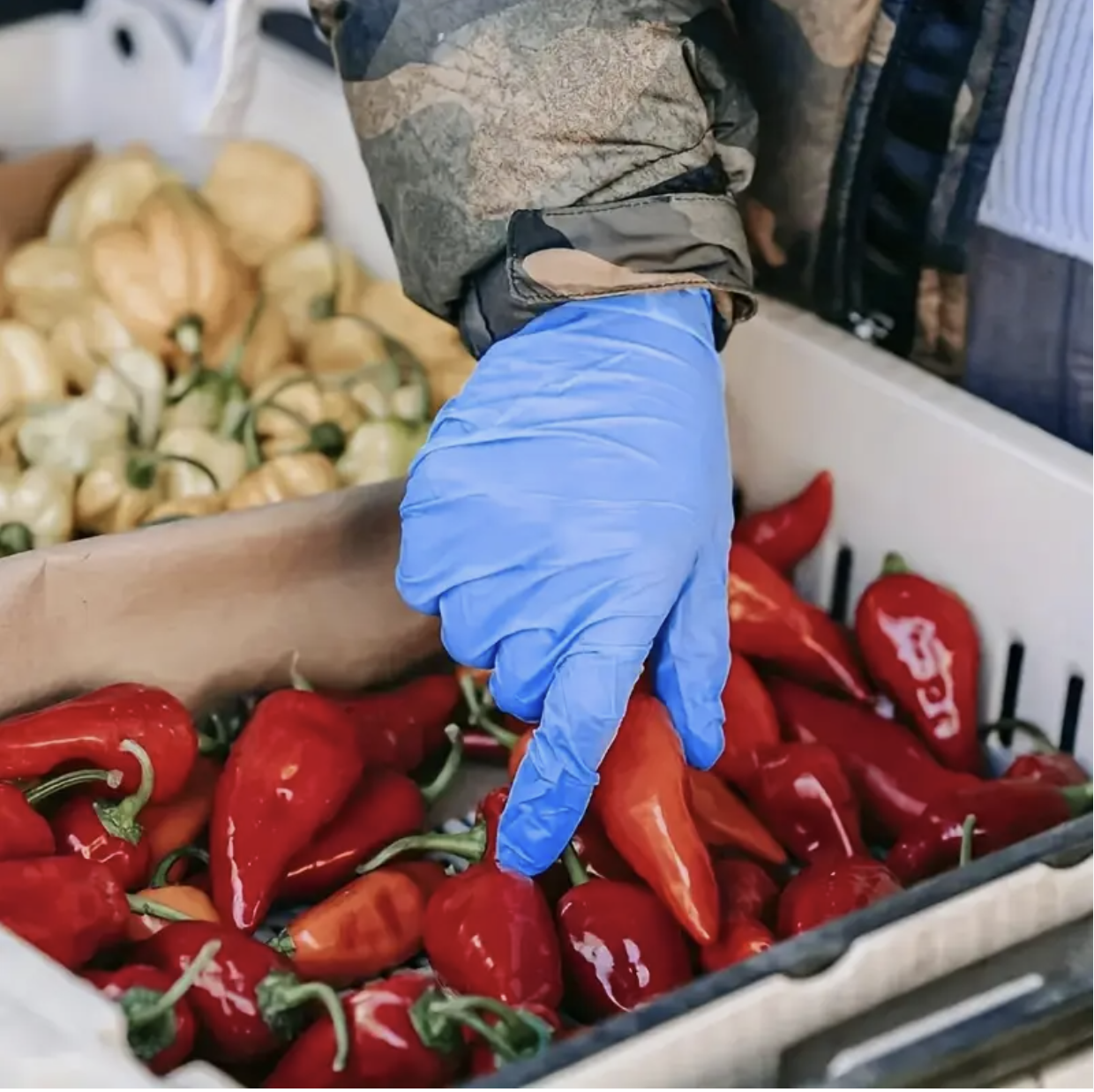 8 PCS Disposable Nitrile Gloves – Large Size | Waterproof, Anti-Slip, Multi-Purpose Cleaning & Protection Gloves - Image 4